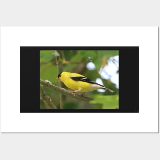 American Goldfinch Brightening Up The Woods Posters and Art